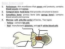 Start studying long bone model. Skeletal System Powerpoint And Handouts Life Science Biology Lessons Life Science Activities