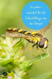 Schwebfliegen So Bestimmt Man Die Wespenahnlichen Insekten Schwebfliege Insekten Schweben