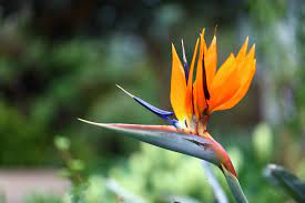Maybe you would like to learn more about one of these? 14 Most Unique Flowers To Grow In Your Garden
