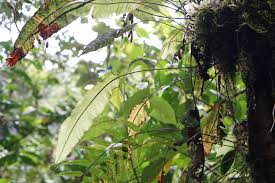 Image result for Oleandra