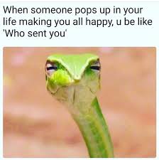What S The Catch Memes