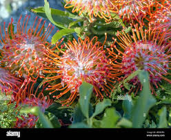 Image result for Proteaceae