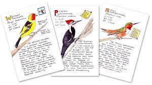 New! Bird postcards | Expeditionary Art