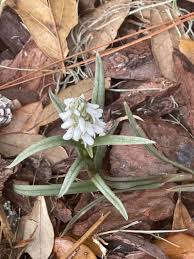 Image result for Zeuxine