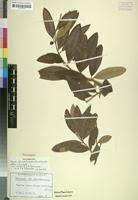 Image result for Ozoroa reticulata