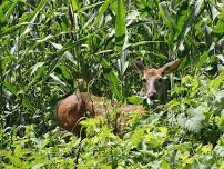 Shinrin-Yoku (Forest Bathing) Class – Wargo Nature Center