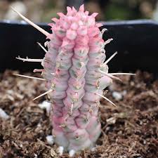 Image result for Euphorbia corniculata