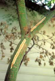 1800 x 1350 jpeg 1931kb. Verticillium Wilt Disease Maple Tree Problem Yellow Leaves Branch Death