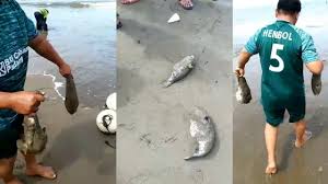 Perlu diketahui, ikan buntal merupakan ikan yang dapat ditemukan di perairan air asin maupun air tawar. Jenis Ikan Buntal Yang Tidak Beracun