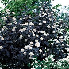Companion planting is the growing together of all those elements and beings that encourage life and growth; Dwarf Purple Ninebark Novocom Top
