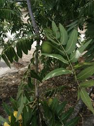 Image result for Juglans