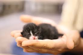 Cara memelihara kucing anggora yang masih kecil akan cepat jika dibesarkan induknya. 15 Cara Merawat Anak Kucing Tanpa Induk Simak Caranya Biar Tahu Rumah123 Com