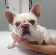Little white dog rescue in orlando on yp.com. Pets For Adoption At Little White Dog Rescue In Omaha Ne Petfinder