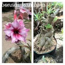 Bunganya yang harumnya sangat khas, dengan mahkota berwarna putih hingga merah keunguan, biasanya lima helai. Bibit Bunga Kamboja Jepang Sudah Jadi Bonsai Shopee Indonesia