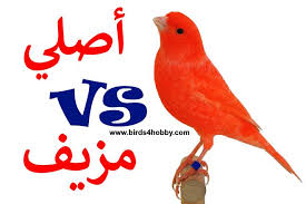 كناري الريد فاكتور او كناري العامل الأحمر كيفية تميز الكناري الأحمر الأصلي عن المزيف animals rooster