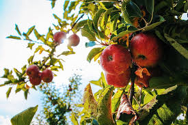 1 small apple = 3/4 cup sliced or chopped = 3/4 cup finely chopped = 1/2 cup grated = 1/3 cup sauce. Ever Wonder About How Many Apples There Are In Bc We Do Noms Magazine