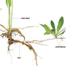 Image result for Turritis