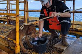 Oil Rig Workers Rescued A Dog Discovered 135 Miles 220 Km Off The Coast Of Thailand After The Exhausted Pooch Was Spotted Paddling Near A Drilling Platform Humansbeingbros