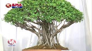 Bonsai Tree Exhibition In Secunderabad Speaker Pocharam Srinivas Teenmaar News V6 News Youtube