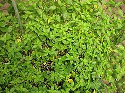 Image result for Pouzolzia parasitica