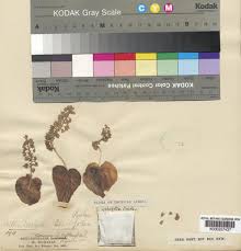 Image result for Ledebouria cordifolia