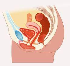 Urethra Definition Function And Structure Biology Dictionary