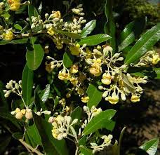Image result for Adenopodia schlechteri