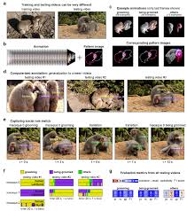 Distinguishing social roles of Japanese macaques in the field. a, Two... |  Download Scientific Diagram
