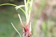 Image result for Kyllinga erecta