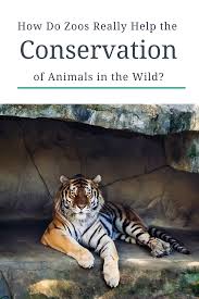 Do Zoos Really Help The Conservation Of Animals In The Wild In 2020 Wildlife Conservation Projects Wildlife Biologist Animals Wild