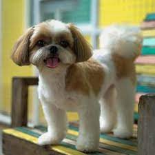 Specializing in liver and black purebred shih tzu puppies in southeast virginia buddy and abby. 73 Best Shih Tzu Puppy Ideas In 2021 Shih Tzu Puppy Shih Tzu Puppies