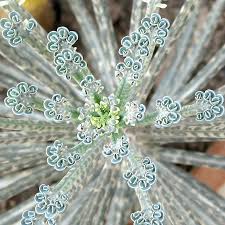 Called Mother Of Millions Or Mother Of Thousands And Chandelier Plant Its Scientific Name Is Called Kalanchoe Delagoens Rare Succulents Plants Unusual Plants
