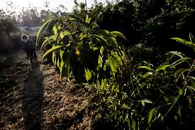 Armindo jacinto está de consciência tranquila e pronto a responder. Idanha A Nova Cria Hortas Pedagogicas Para Potenciar Gosto Pela Agricultura Idanha A Nova Publico