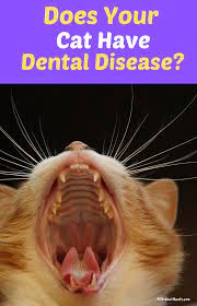 Discover What Is Dental Disease In Cats And What To Look Out For Plus How You Can Help Keep Your Kitty S Teeth Clean And Cat Skin Problems Dental Cat Health