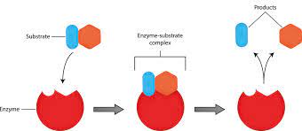 Enzyme Kinetic Assays How Does It Work Eppendorf Handling Solutions