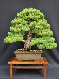 Pinus parvflora 'miyajima' in training since 1625!! Roger Snipes Pinus Parviflora Miyajima Bonsai Bci