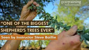 Image result for Boscia albitrunca