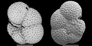 Image result for Scleria globonux