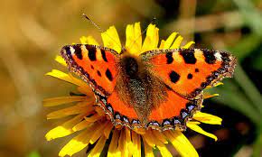 Mariposa Aglais Animals Moth Insects