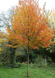 Der klassische hausbaum hat sich in den letzten 30 jahren stark verändert. Zuckerahorn Beruhmter Nordamerikaner Baume Garten Pflanzen Straucher Garten