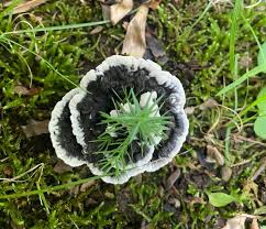 Image result for Phellodon niger