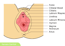 Female private part diagram : File Female Genital Svg Wikimedia Commons