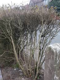 This variety grows roughly 8 to 10 feet tall and features golden leaf margins.common privet (ligustrum vulgare): How Can I Rejuvenate A Privet And Hawthorn Hedge Gardening Landscaping Stack Exchange