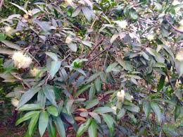 Image result for Syzygium jambos
