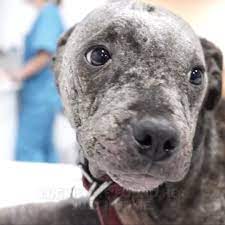 Amazing Recovery Of Pitbull Puppy Covered in Scars! ❤ | Amazing Recovery Of  Pitbull Puppy Covered in Scars! ❤ | By Viktor Larkhill Extreme Rescue |  Facebook