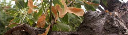 La maladie ne fut trois traitements sont recommandés contre le parasite: Arboriculture Bio Mieux Connaitre Xylella Fastidiosa Produire Bio