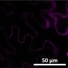 Image result for pseudomonas savastanoi pv nerii oleander symptoms