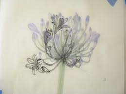 Botanical Art Sketches Agapanthus Lotus Flower Tattoo Botanical Art