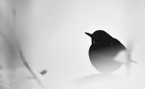 It was first described by walter buller in 1872. Hd Wallpaper Common Blackbird Black Robin Bird Black And White Winter Melancholy Wallpaper Flare