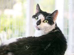 Look at pictures of domestic shorthair kittens who need a home. Black And White Domestic Shorthair Cat Off 60